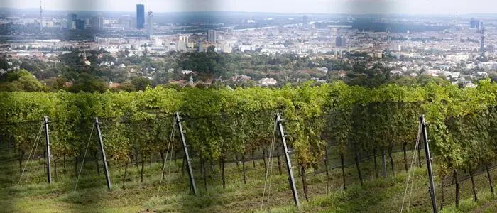 Die Cobenzl-Weinreben über den Dächern Wiens stehen im Fokus
