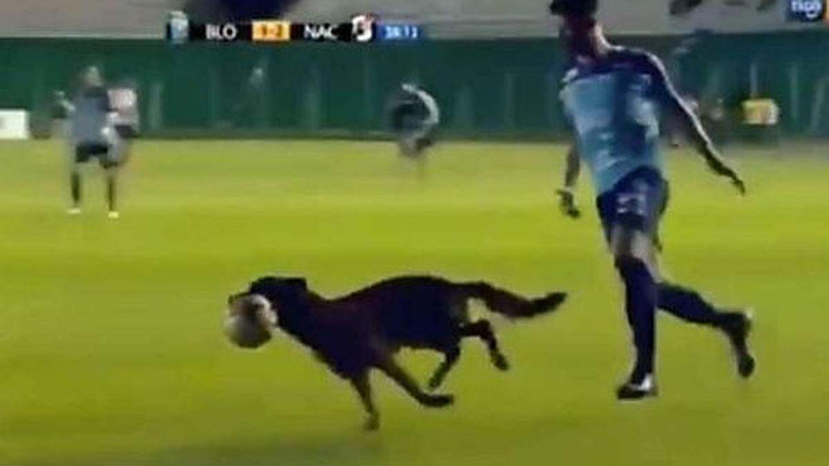 Die Spieler jagten den Polizeihund