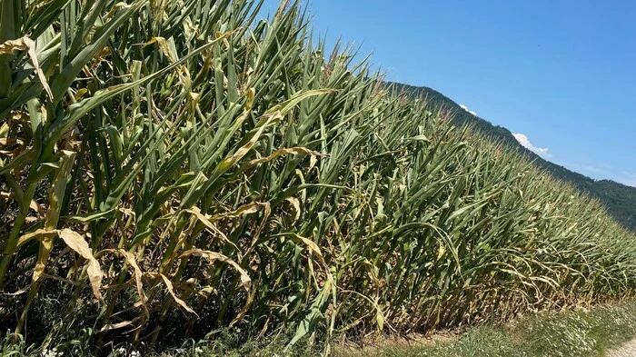 Südkärntens Landwirtschaft und Natur leiden an der Trockenheit
