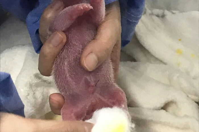 Nach der ersten Geburt habe sie das erste der kleinen Jungtier behutsam auf ihren Bauch gelegt, um es zu wärmen. Kurze Zeit später sei das zweite Pandababy geboren worden.