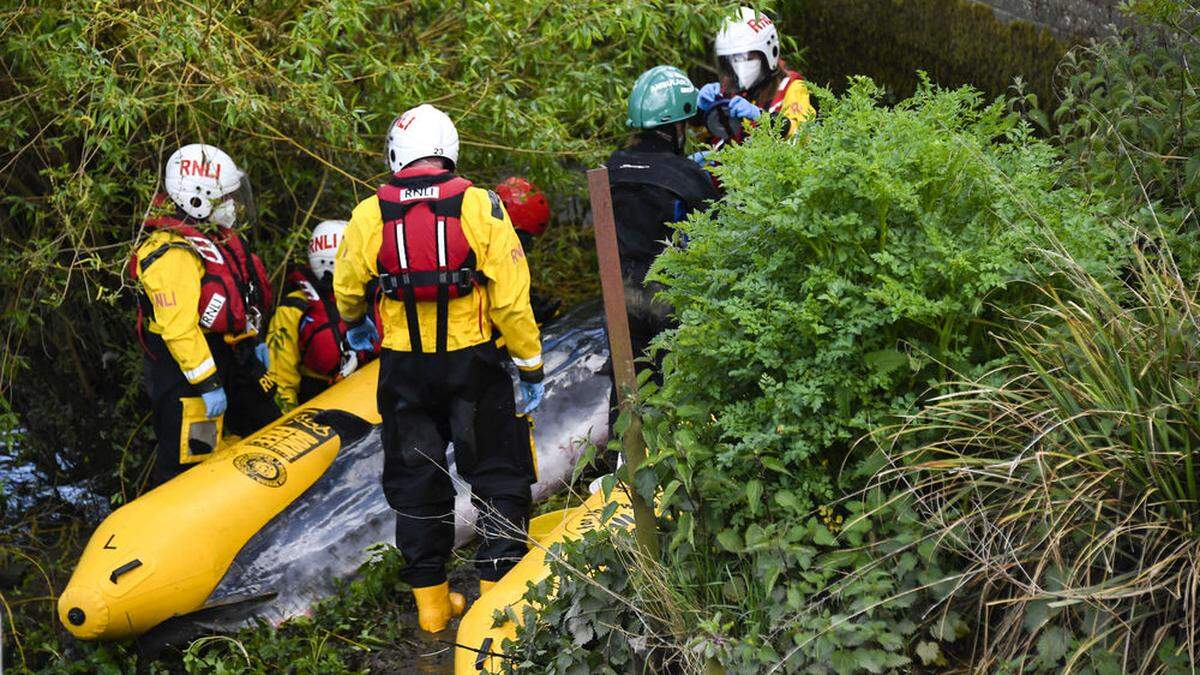 Der gestrandete Wal vor der Schleuse