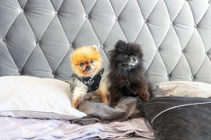 ... und Schlafzimmer. In dieses haben sich soeben die beiden tierischen Mitbewohner zurückgezogen: Kiki und Romeo, das kuschelige Wachpersonal im Hause.