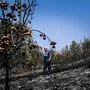  In Portugal hat die Hitze bereits jetzt zu verheerenden Waldbränden geführt