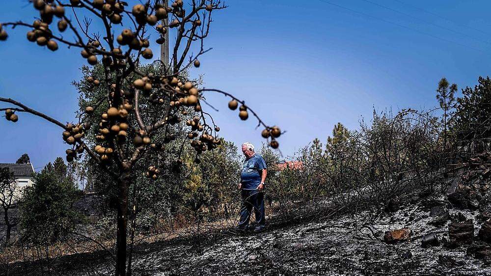  In Portugal hat die Hitze bereits jetzt zu verheerenden Waldbränden geführt
