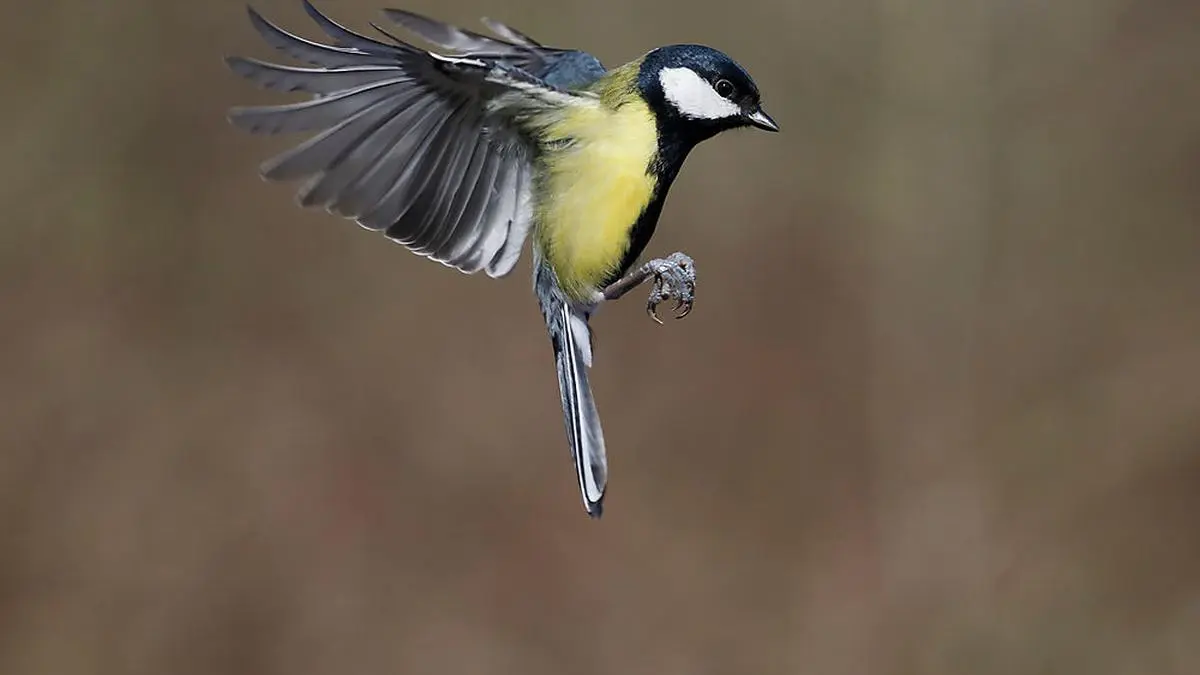 Die Kohlmeise wurde am häufigsten gesichtet