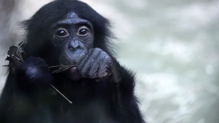 Der Kölner Zoo soll mit einer großzügigen Spende bedacht werden: Die nach dem Zweiten Weltkrieg ausgewanderte 93-jährige US-Bürgerin Elizabeth Reichert will dem Tierpark nach ihrem Tod ein Vermögen von knapp 22 Millionen Dollar (18,60 Mio. Euro) vererben.