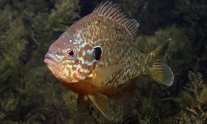 Der farbenprächtige Sonnenbarsch stammt aus Nordamerika