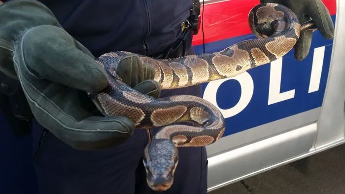 Auch in Österreich bekommen es Polizeibeamte mitunter mit Pythons zu tun (Themenbild)