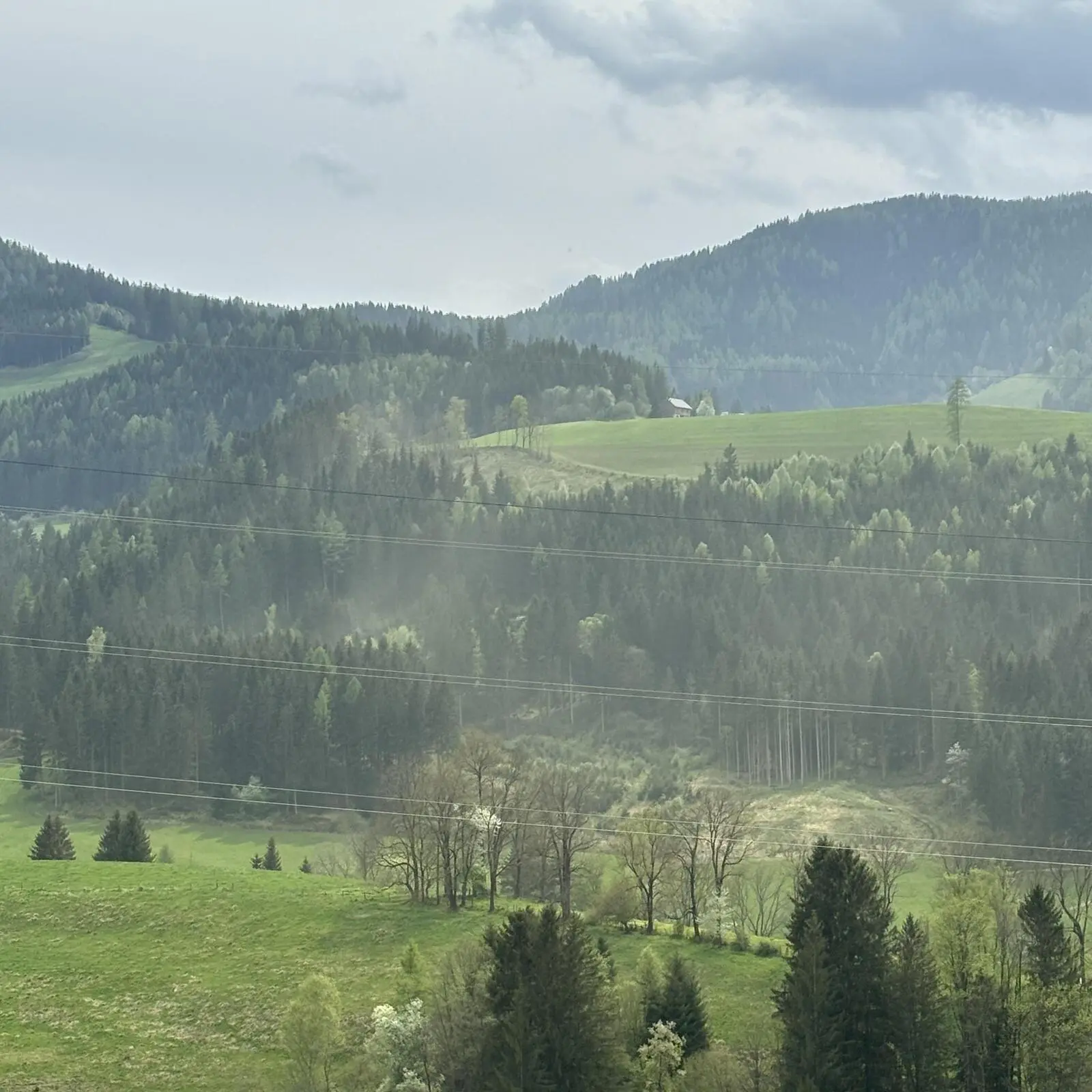 Fichtenblüte: Das ist heuer zu erwarten