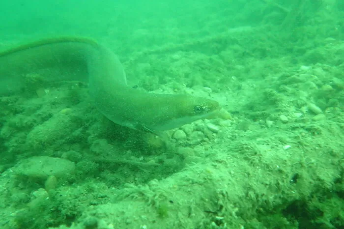 Als Speisefisch wurde der Aal in den 1970er Jahren in den Klopeiner See eingesetzt. Da dieser bis zu 80 Jahre alt werden kann, lassen sich noch wenige Exemplare im See finden. 