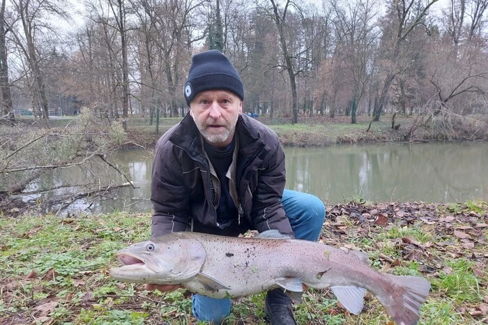 Statt eines Weihnachtskarpfens holte Andreas Pichler aus Lebring einen 1,17 Meter langen und 15,6 Kilogramm schweren Huchen aus der Sulm.