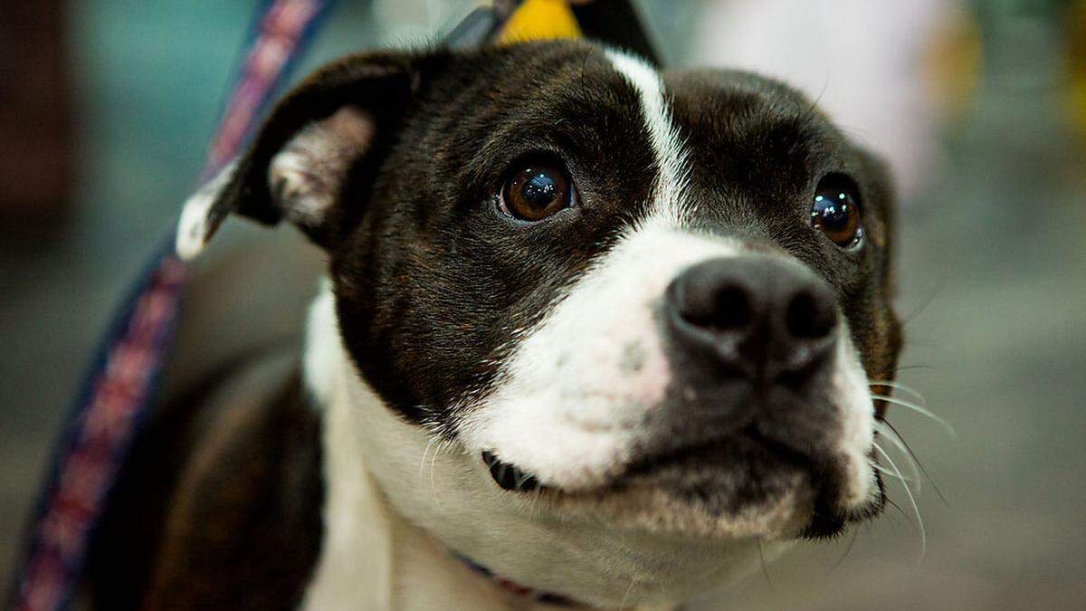 In Graz wird ab Jänner 2019 keine Hundesteuer mehr eingehoben