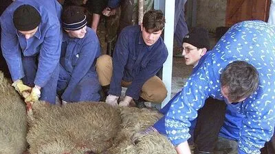 Schlachten mit einem Kehlschnitt ohne Betäubung ist in Österreich illegal und Tierquälerei