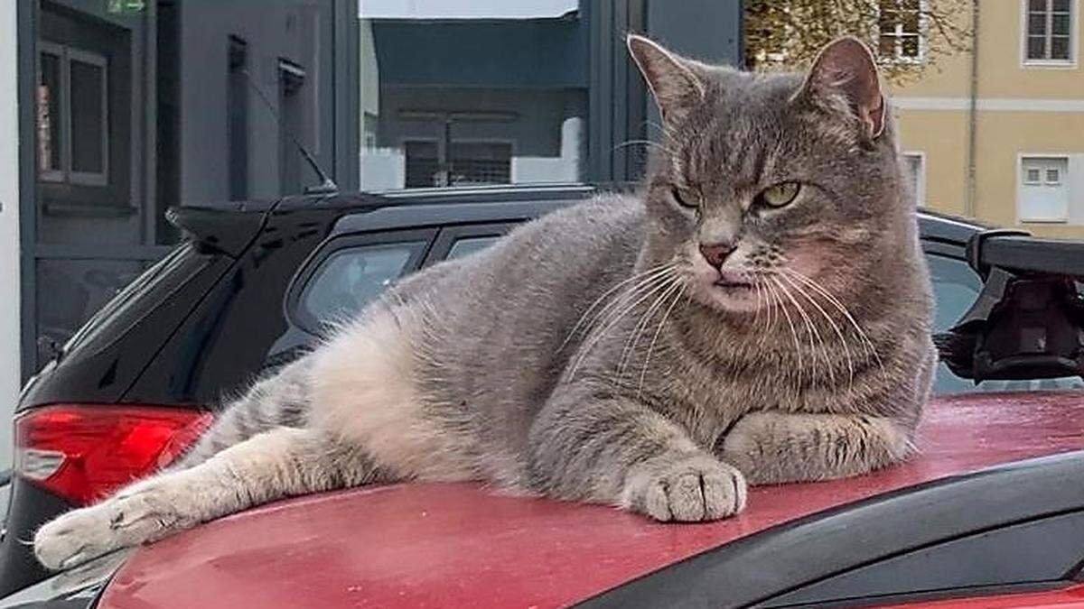 Nach Katze &quot;Mila&quot; wird verzweifelt gesucht