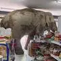 Elefant im Geschäft