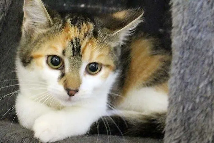 Charlotte (16 Wochen): Ein lustiges und verschmustes Katzenkind ist auch Glückskätzchen Charlotte. Das dreifarbige Mädchen mit dem etwas längeren Fell möchte entweder mit einem ihrer Geschwister ausziehen oder zu einem bereits vorhandenen Kumpel in ihrem Alter. Weitere Informationen und Kontakt: www.tierheim-franziskus.at
