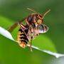 Die AGES rief am Freitag Imker dazu auf, bei Verdachtsfällen Fotos an bienen@ages.at zu schicken