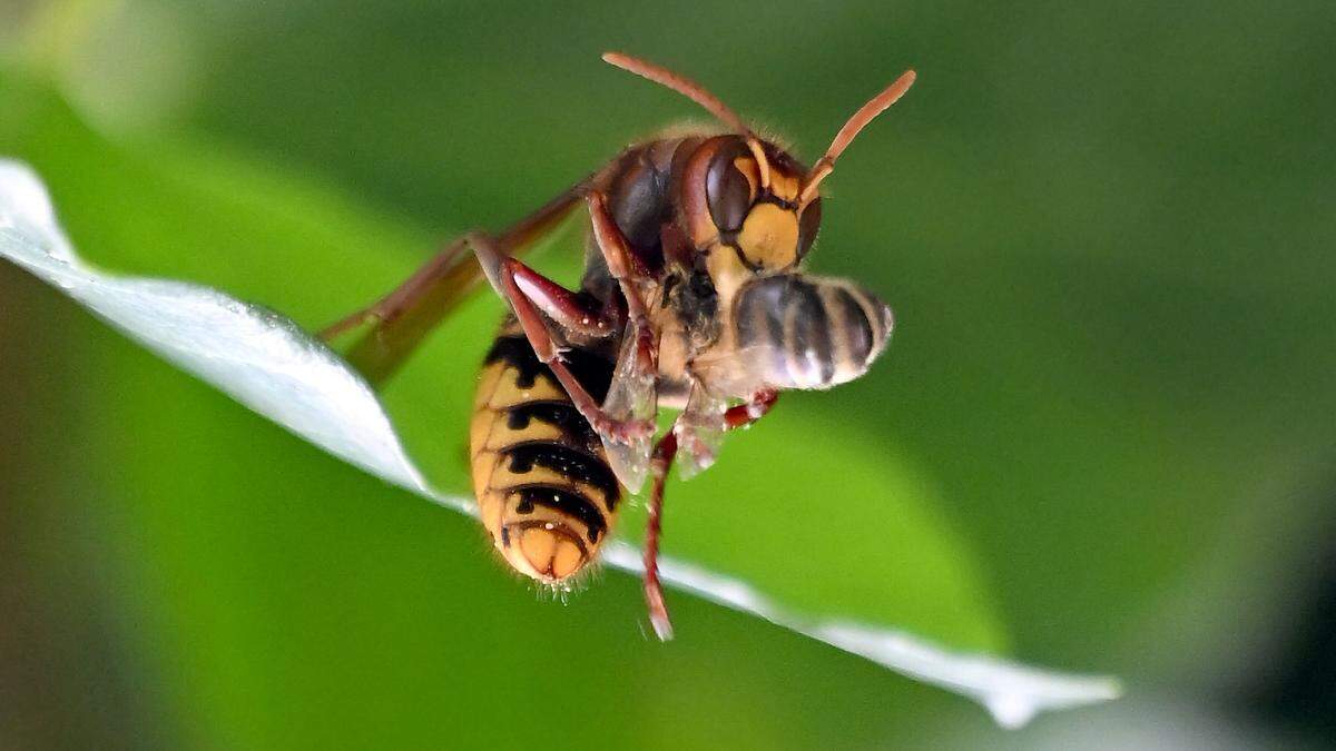 Die AGES rief am Freitag Imker dazu auf, bei Verdachtsfällen Fotos an bienen@ages.at zu schicken