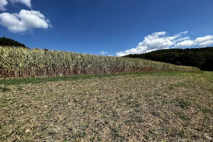 Die Zwischenfrucht nach der Getreideernte ist nicht wie gewünscht aufgegangen