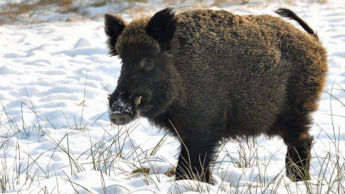 Wildschweine, die an afrikanischer Schweinepest sterben, sind meldepflichtig