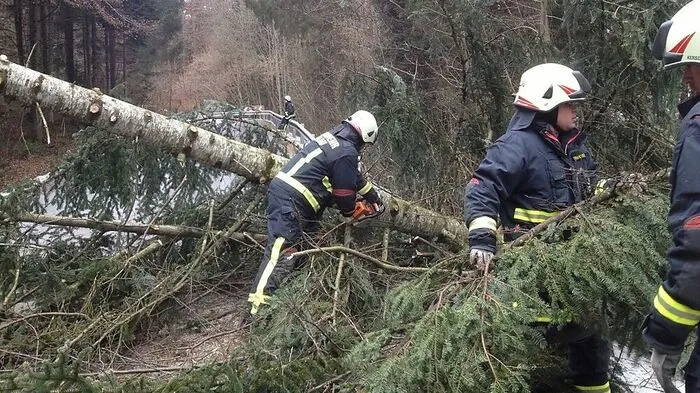 Die Pöllauer Feuerwehrleute beseitigten einen umgestürzten Baum
