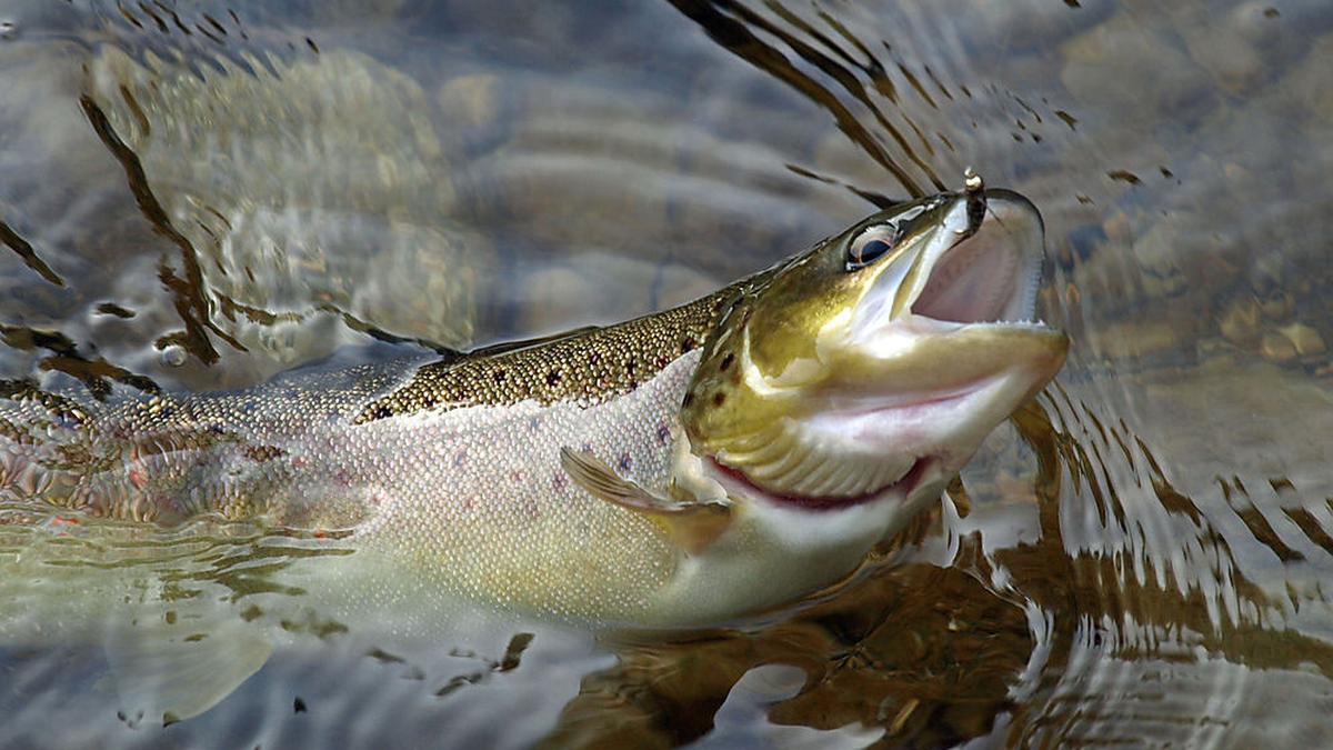 Heiligenblut Diebe holten bis zu fünfzig Fische aus Teich