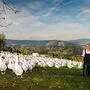 Herta und Hans Taferner züchten alljährlich Hunderte Gänse in Pölling. Den Sommer über weiden sie auf saftigen Wiesen
