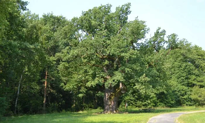 Tipp: Ein Picknick im Schatten dieses Naturmonuments genießen.