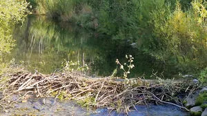 Ein Biberdamm an der Salza in Halltal, Gemeinde Mariazell