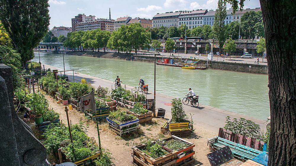 Gemüsebeete an der Donau
