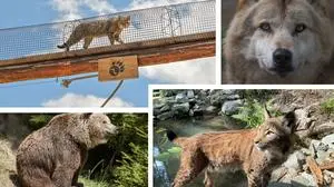 Der Wilde Berg ist mit seinen Tieren und Freizeiteinrichtungen ein wichtiger Wirtschaftsfaktor für die Region im Liesingtal geworden