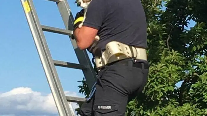 Sie war am Montagnachmittag auf eine Birke im Kirchenpark der Pfarrkirche Pischelsdorf geklettert - und saß dort offenbar seit Stunden fest. Passanten wurden auf die Katze aufmerksam, die in einer Astgabel saß und allein nicht mehr herunterkam.