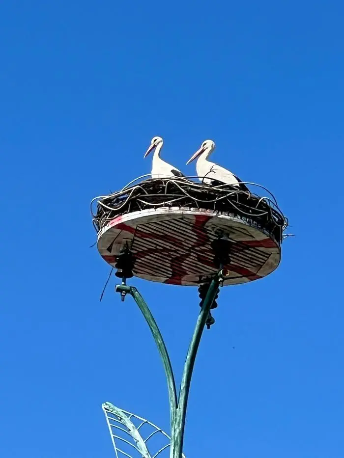 Dieses Bild zeigt das Storchenpaar kurz nach ihrer Ankunft 