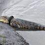Wer kann diesem Krokodil helfen?
