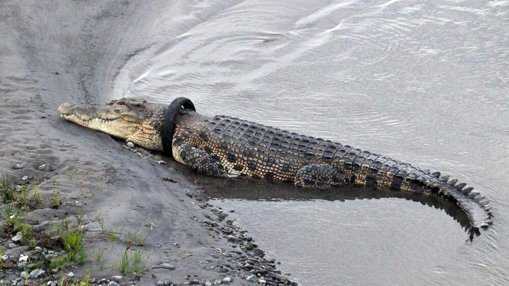 Wer kann diesem Krokodil helfen?