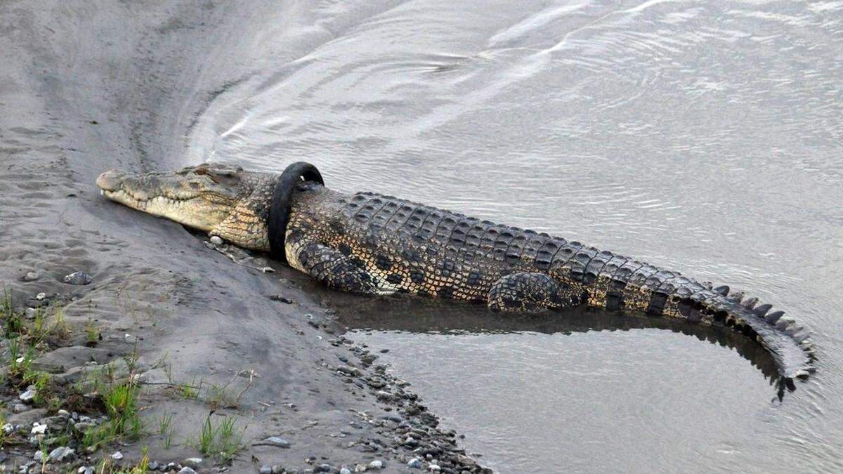 Wer kann diesem Krokodil helfen?