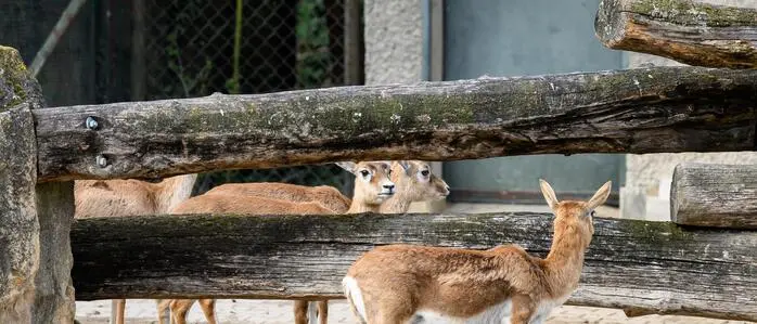 Das Jungtier der Hirschziegenantilopen wurde in Schönbrunn erschossen