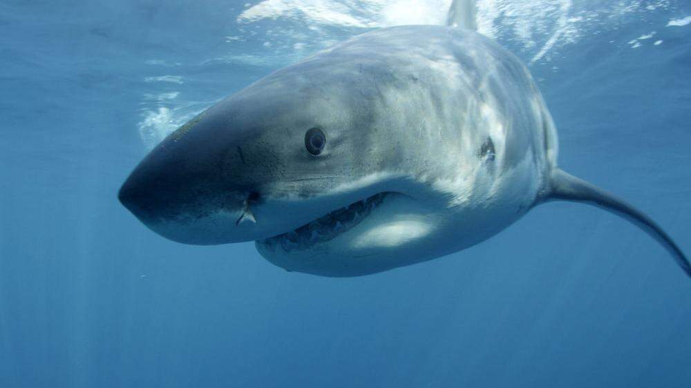 Im Gegensatz zu Australien sind Haiangriffe in Neuseeland selten