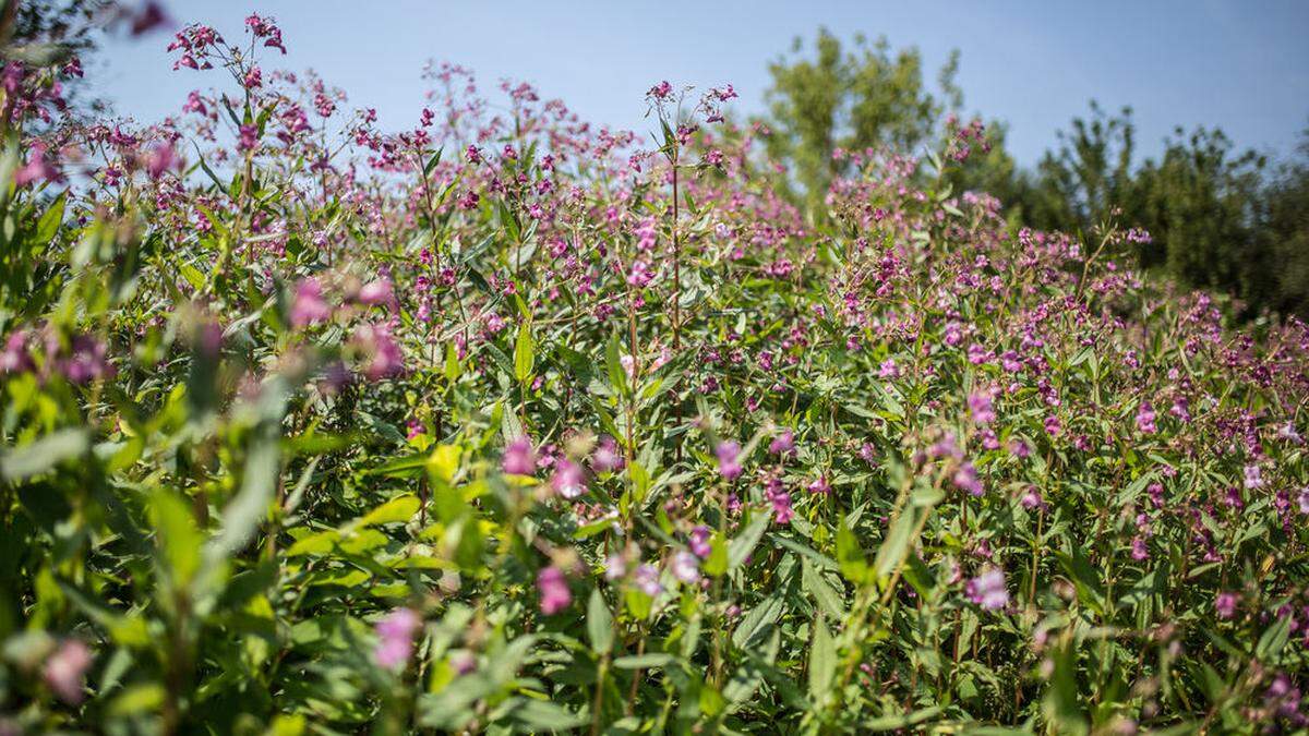 Springkraut - einer der zahlreichen Invasoren in Österreich 