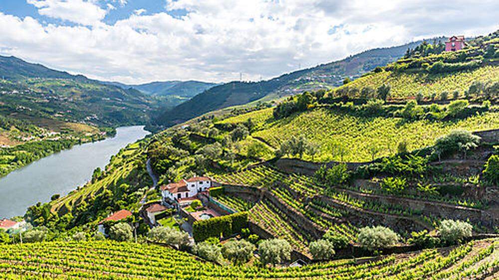 Das Alto Douro ist die älteste Weinbauregion der Welt mit geschützter Herkunftsbezeichnung anno 1756