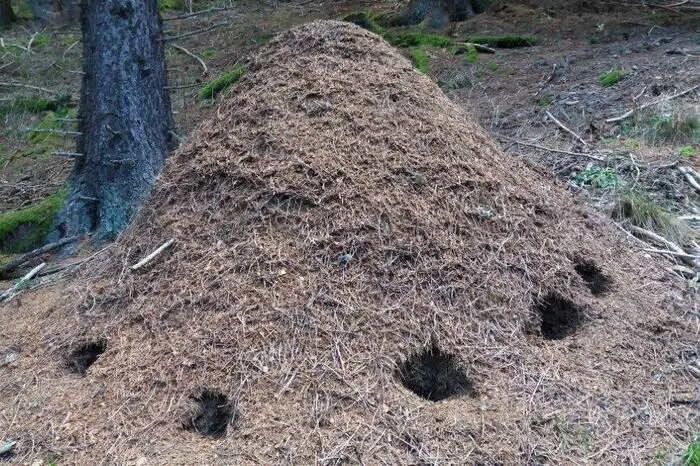 Ameisenhaufen beim Steinschloss in Murau