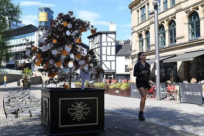 Vor einem Jahr gepflanzt: der Baum der Hoffnung in Manchester