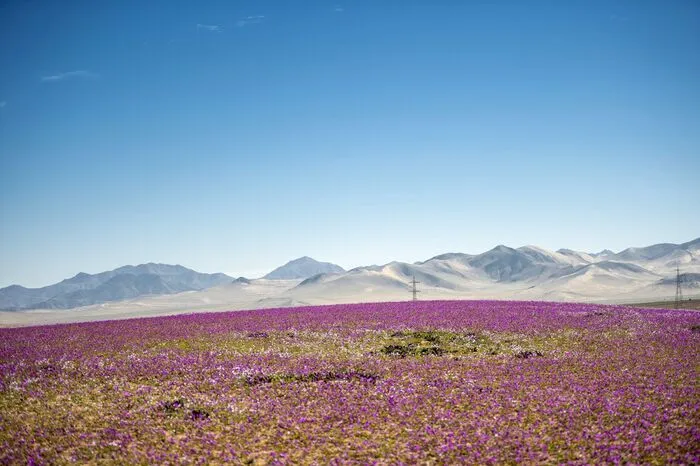 Das El-Nino-Phänomen sorgt alles sechs bis zehn Jahre in der Region zwischen Serena und Antofagasta für Regen.