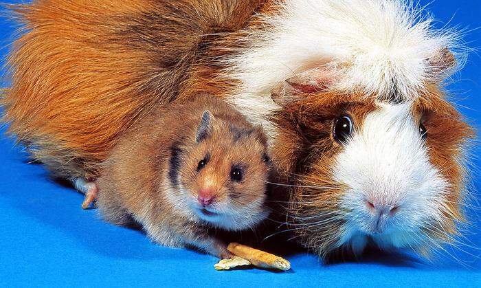 Hamster und Meerschweinchen können Viren und Bakterien übertragen