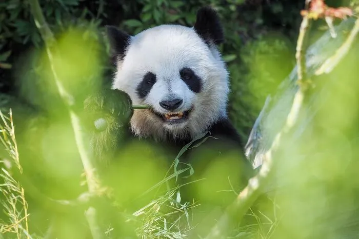 "Ich bin keine große Freundin von Tierparks, fand die Anlage im Großen und Ganzen angenehm. Ein sehr großzügiges Gelände, gute Ausschilderungen der Wege. Erläuterungen an den Gehegen auch in englischer Sprache", schreibt eine andere Besucherin auf dem Portal "Tripadvisor".