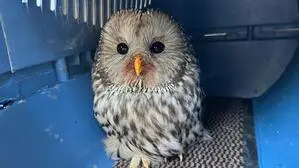 Ein Habichtskauz in einer blauen Transportbox