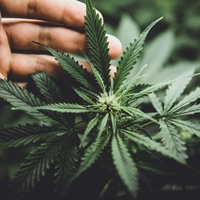 Die Cannabis-Aufzuchtanlagen wurden entdeckt