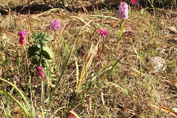 Die helllila Orchidee ist typisch für Menorca.