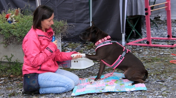 Das Jubiläum wurde mit einem „Tag der offenen Tür“ begangen. Zahlreiche Tierfreunde nutzten die Gelegenheit, das Areal und die Stallungen zu besichtigen sowie einen Blick auf die Hunde und Katzen zu werfen. Unter den Gästen waren auch Bundesrätin Elisabeth Grossmann und Bürgermeister Johannes Schmid.