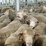 Ein Bild von Schafen auf einem Seeweg-Transport, das Animals International zugespielt wurde